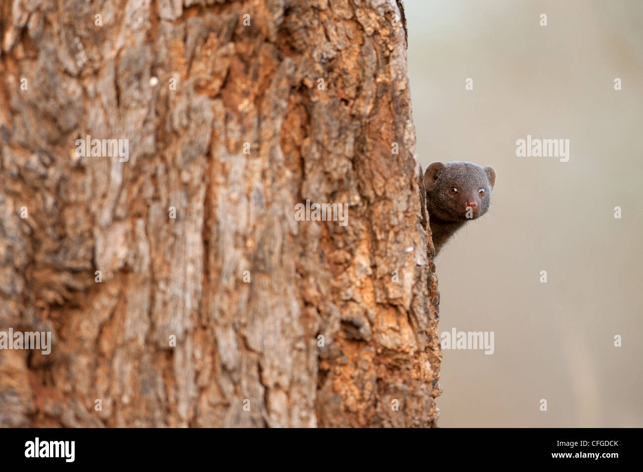 Dwarf Mongoose (Helogale Parvula) Stockfoto
