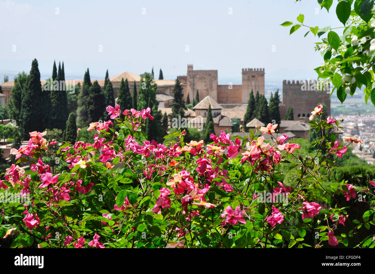 Spanien - Andalusien - Granada - rote Rosen - Hintergrund der Alhambra Stockfoto