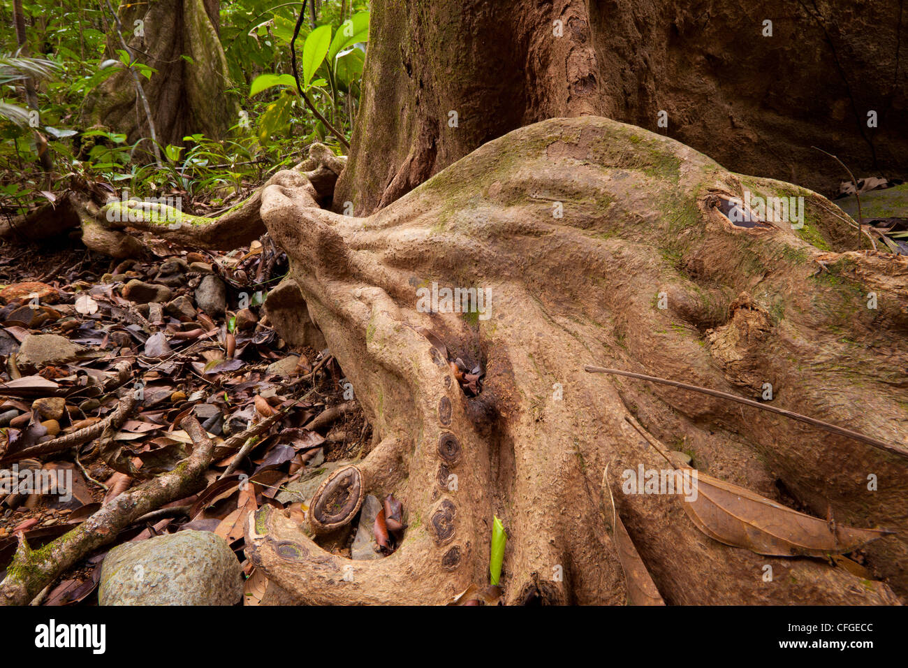 Wurzeln und Bäume im Regenwald in Serrania de San Blas-Berge in der Nähe von Burbayar, Provinz Panama, Republik von Panama. Stockfoto