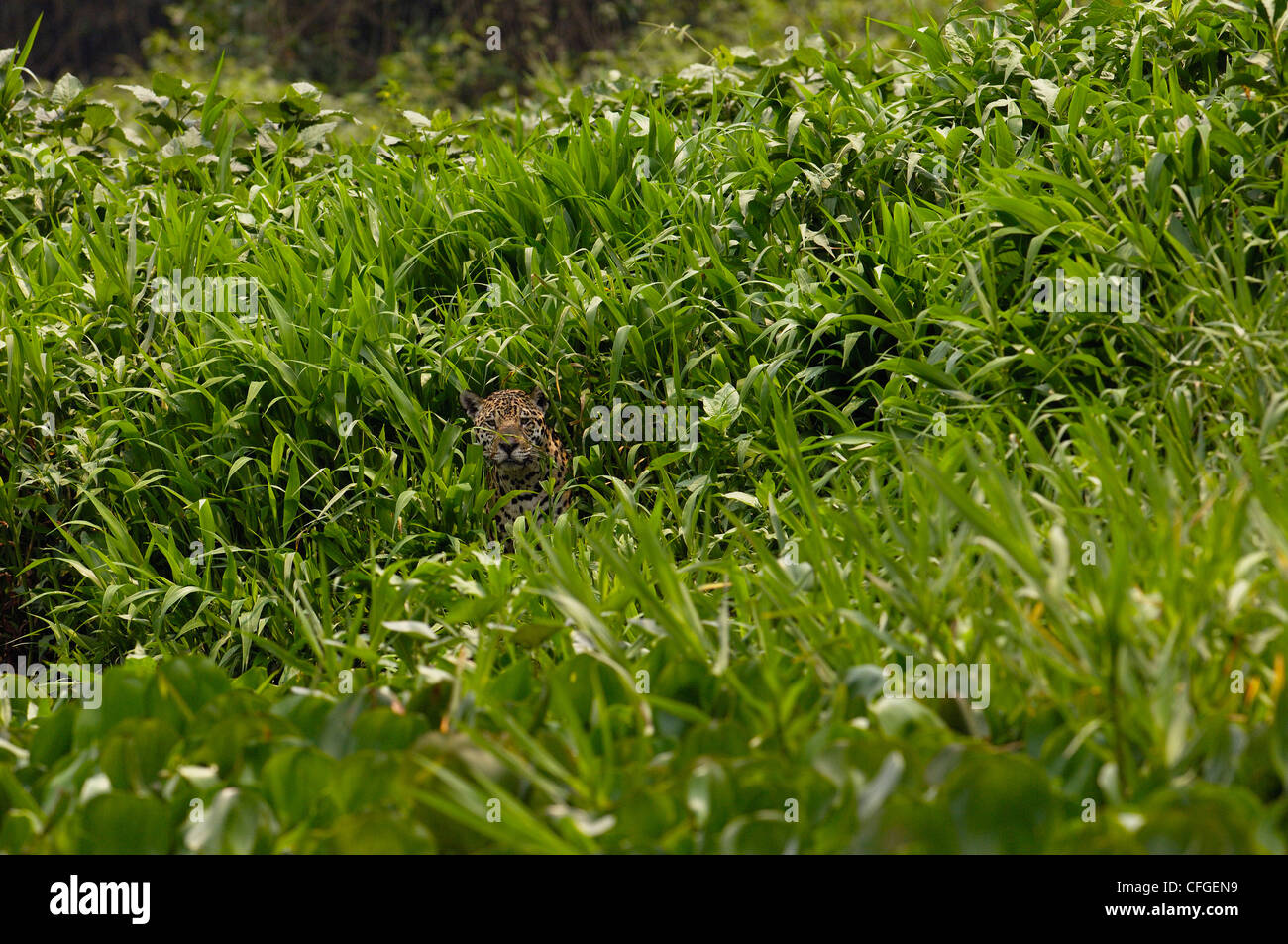 Jaguar-weiblich, Cuiaba Fluss, Pantanal, Mato Grosso Do Sul Provinz, Brasilien Stockfoto