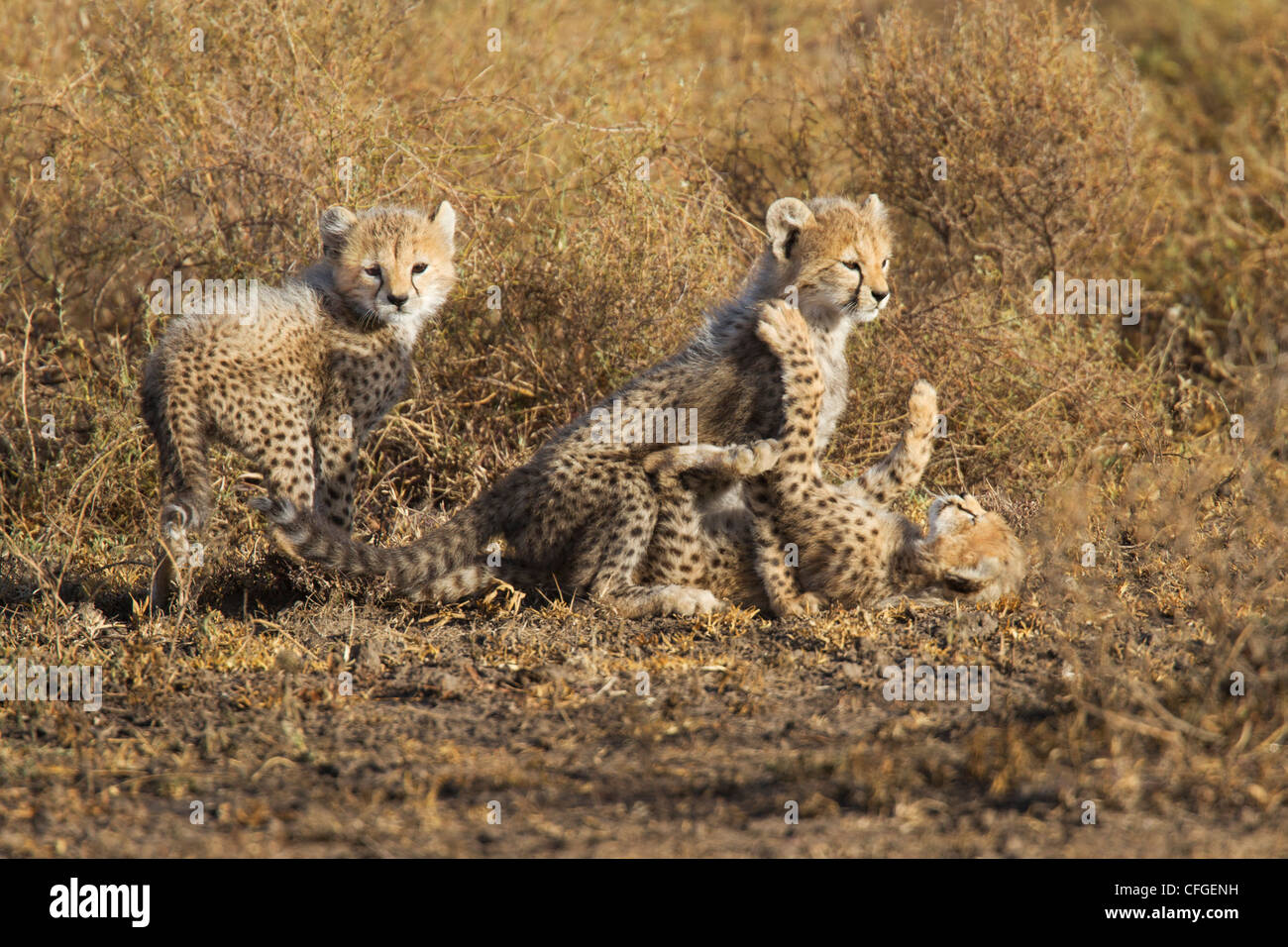 Gepard-Clubs im Spiel Stockfoto