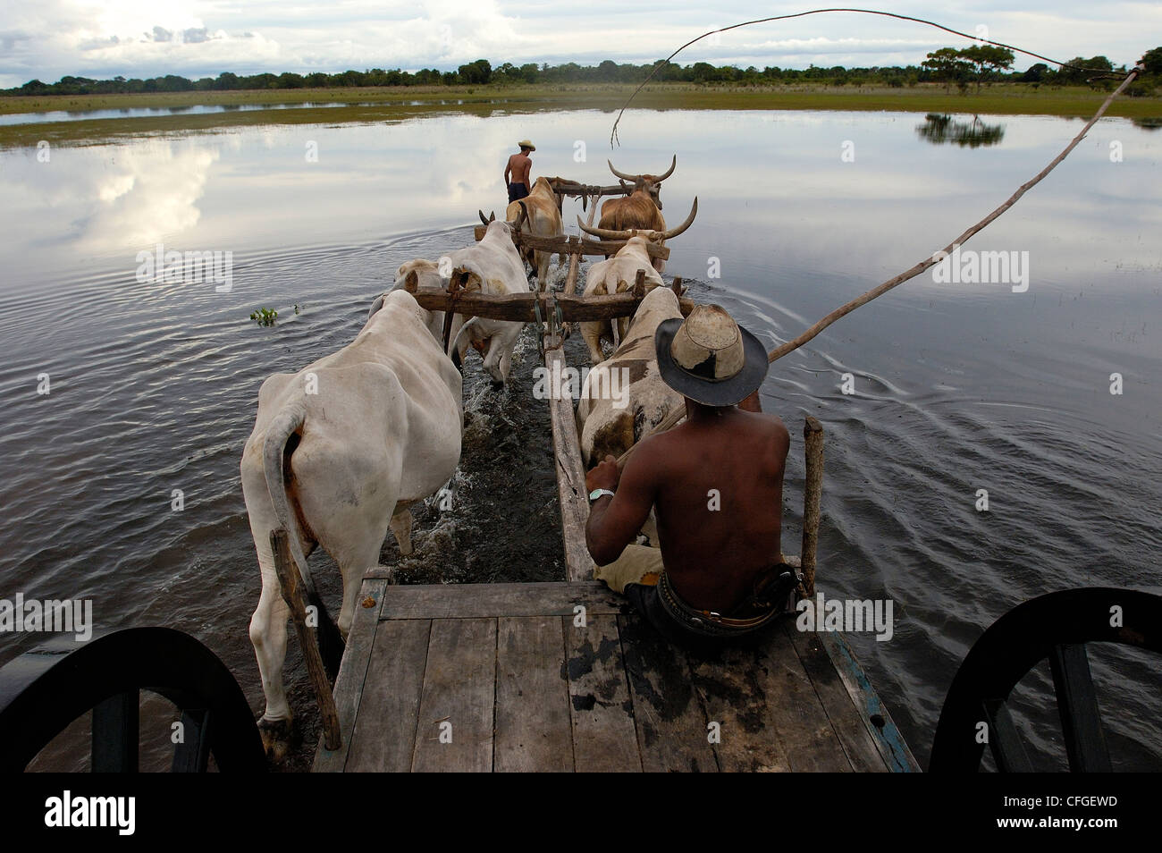 Ochsenkarren während des Hochwassers verwendet werden, wenn kein anderes Fahrzeug Terrains, zentrale Pantanal, Brasilien verwalten können Stockfoto