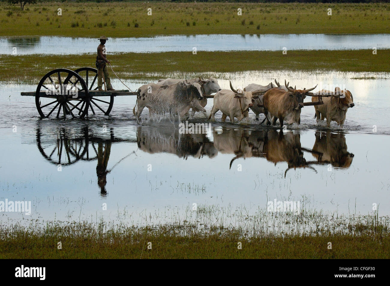 Ochsenkarren während des Hochwassers verwendet werden, wenn kein anderes Fahrzeug Terrains verwalten kann. Zentral-Pantanal, Brasilien Stockfoto