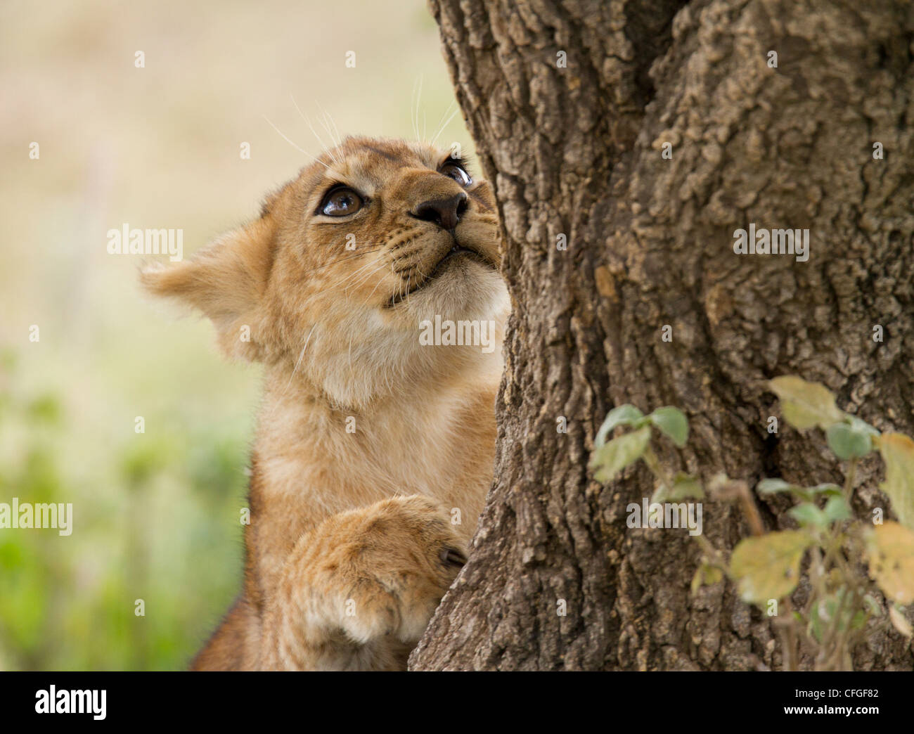 Löwenjunges kratzen an einem Baum Stockfoto