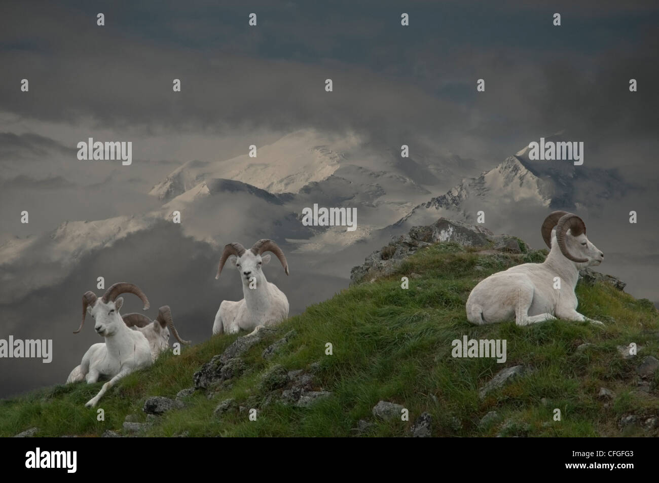 Dall-Schafe (Ovis Dalli) und Mt McKinley Gipfel, Denali-Nationalpark, Alaska. Stockfoto