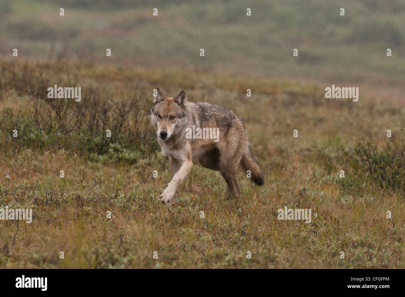 Grauer Wolf (Canis Lupus) Jagd durch die Tundra der Denali Nationalpark, Alaska Stockfoto