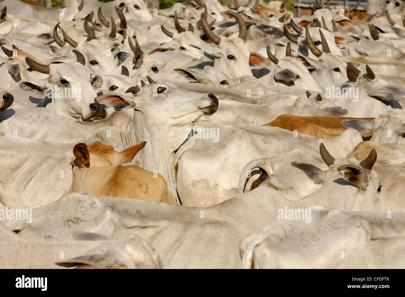 Pantanal Vieh getrieben wird, do Mato Grosso Sul Provinz, Brasilien. Stockfoto