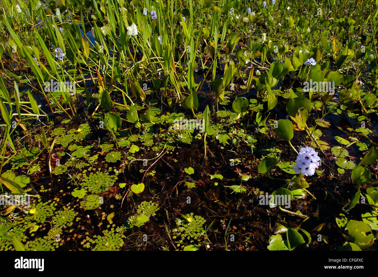 Pantanal-Szenerie, Mato Grosso do Sul Provinz, Brasilien, Südamerika Stockfoto