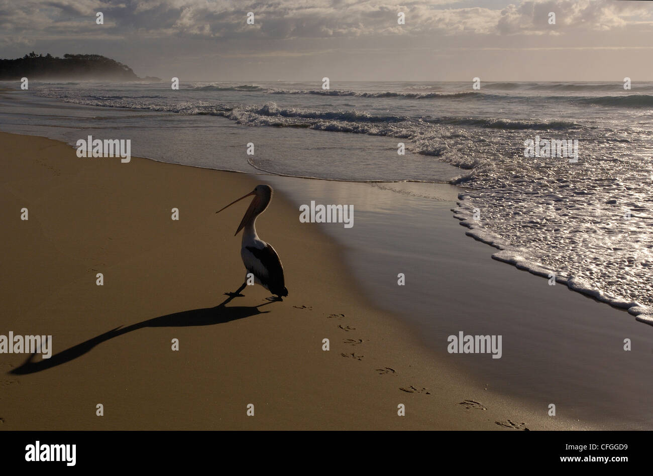 Australischer Pelikan, North Stradbroke Island vor der Küste von Queensland, Australien Stockfoto