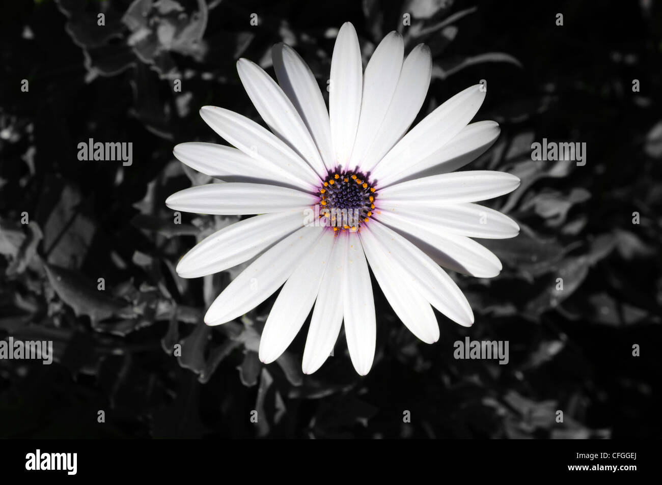 Weiss Osteospermum mit lila gegen ein einfarbiger Hintergrund, Andalusien, Spanien, West-Europa-Zentrum. Stockfoto