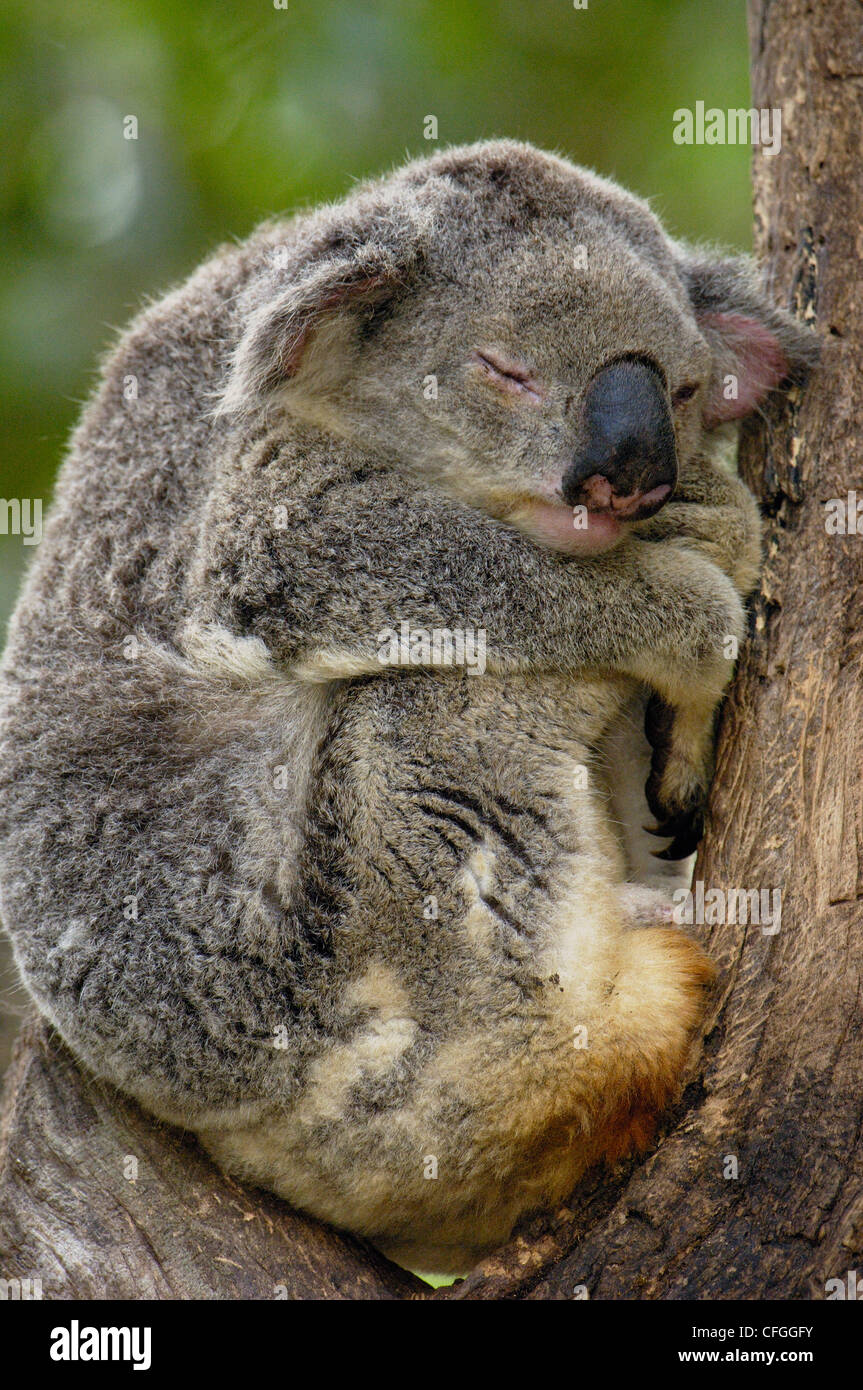 Koala, Lone Pine Koala Sanctuary, Brisbane, Queensland. Australien Stockfoto