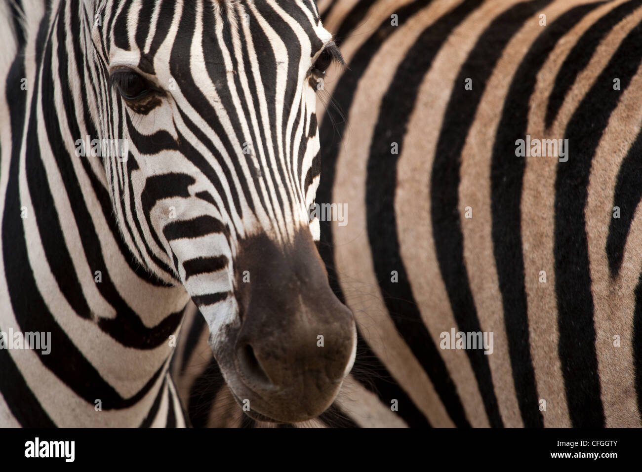 Eine juvenile Common, Ebenen oder Burchell Zebra-Porträt (Equus Quagga Burchellii) Stockfoto