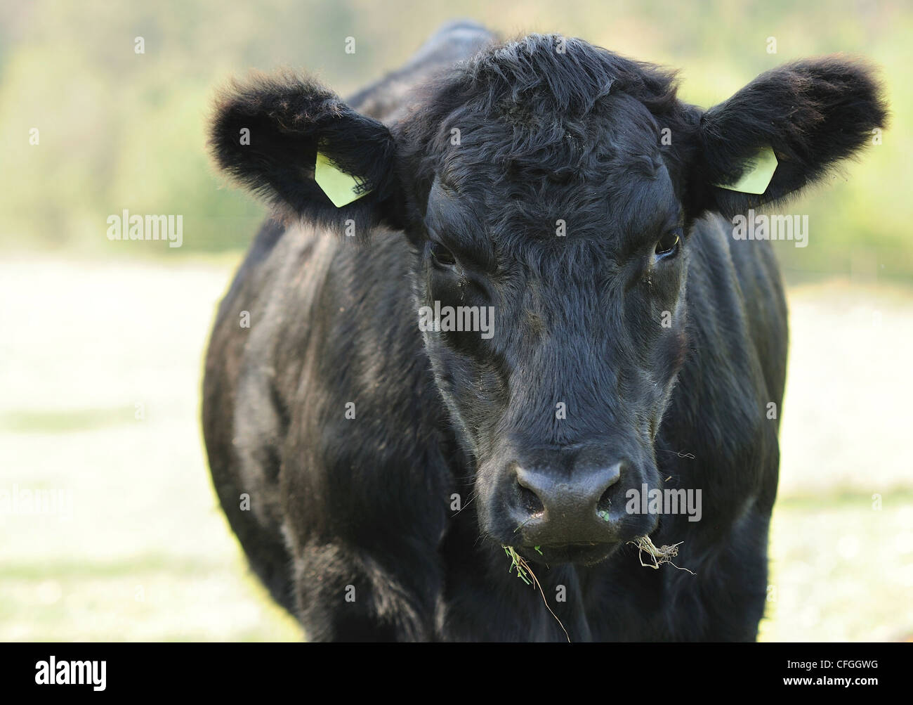 Nahaufnahme Bild der schwarzen Kuh-Kopf. Stockfoto