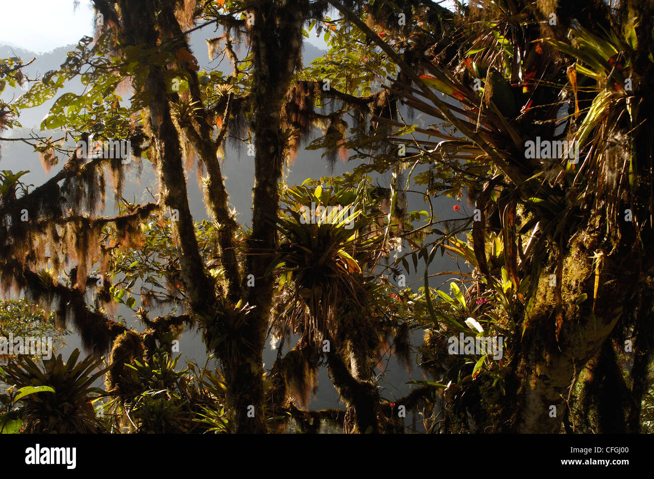 Waldvegetation in der westlichen Hang, Mindo Nebelwald, Ecuador Stockfoto