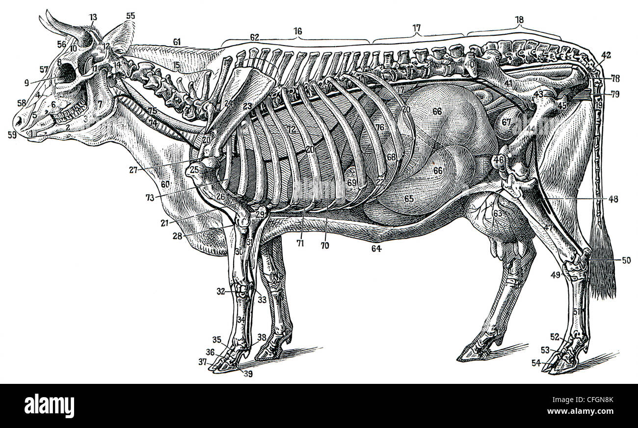 Die Struktur der Kuh (Skelett und Organen Stockfotografie Alamy