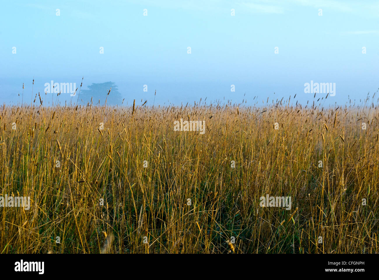 Dawn steigt und zerstreut Winternebel über ein Feld von trockenen Weizen. Stockfoto