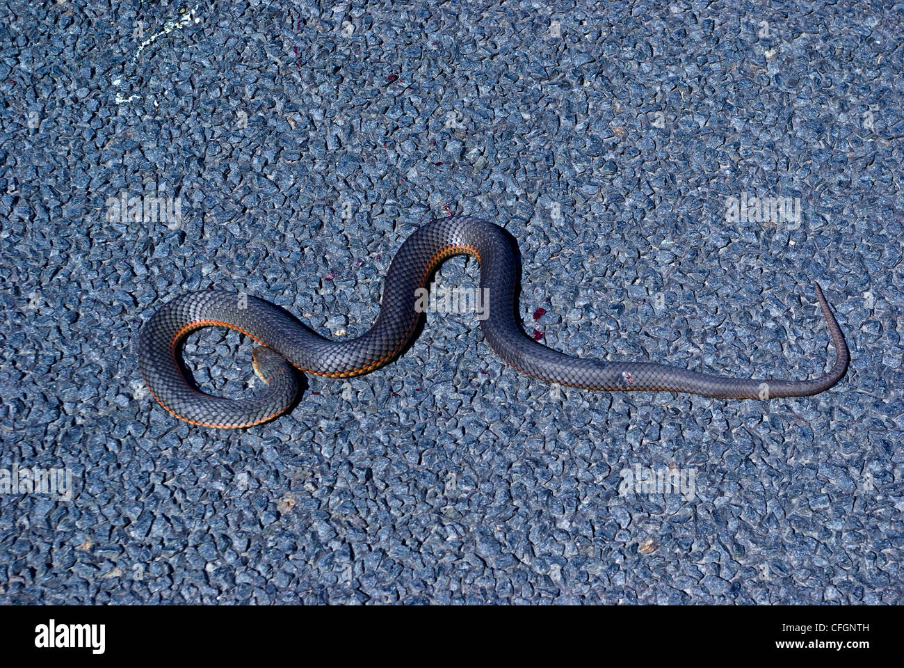 Ein tot Giftschlange Tiefland Copperhead aufgewickelt auf einer Landstraße. Stockfoto