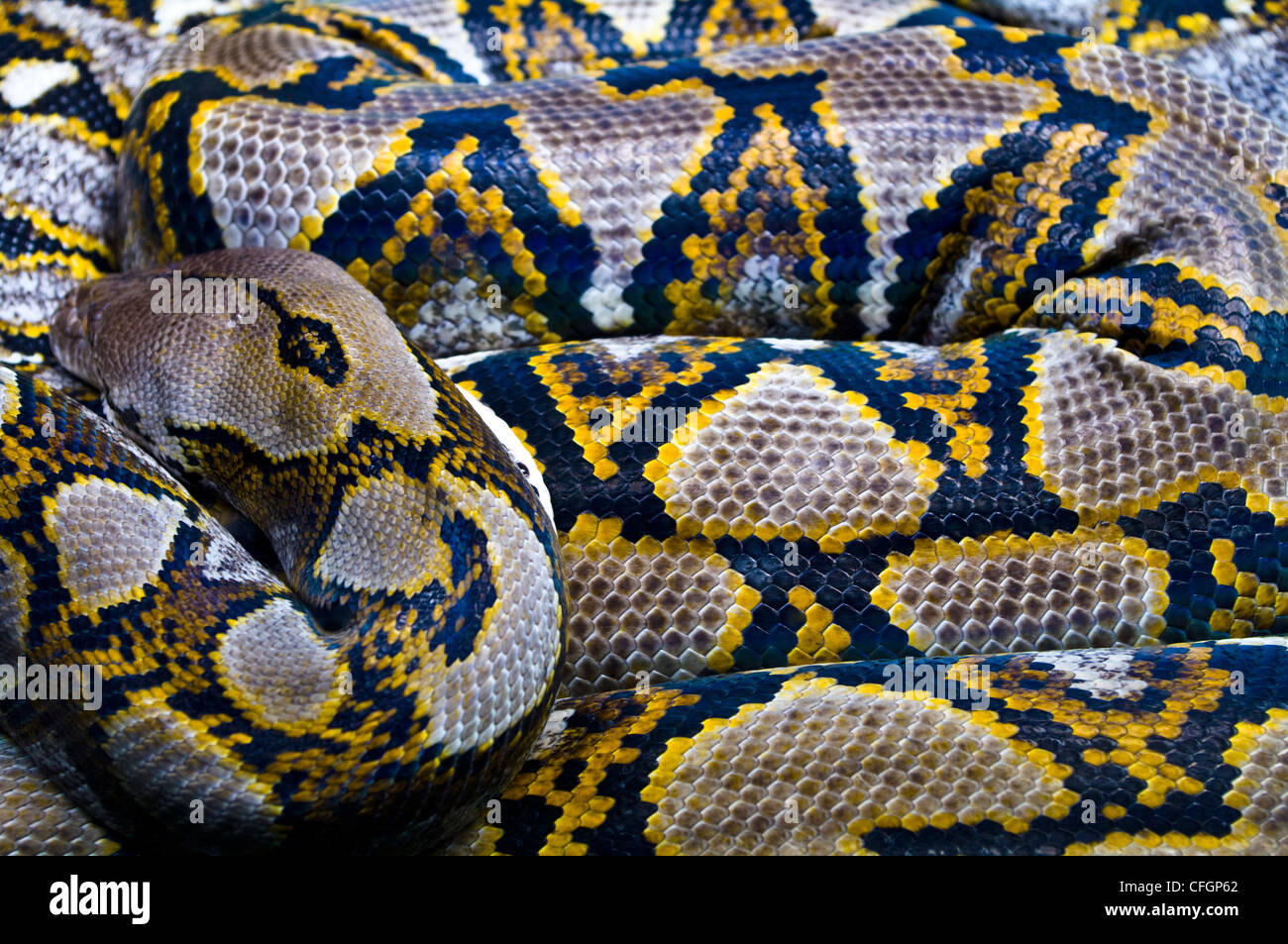Ein retikuliert Python ruht es den Kopf auf gemusterte schuppige Spulen. Stockfoto