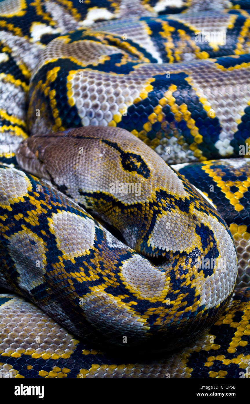 Ein retikuliert Python ruht es den Kopf auf gemusterte schuppige Spulen. Stockfoto