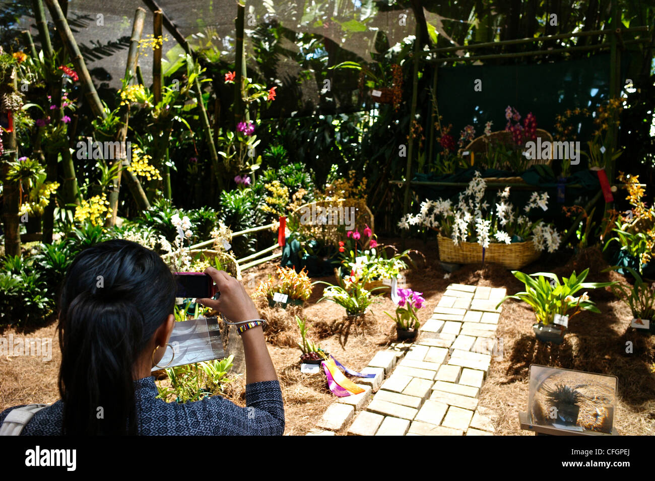 Ein Tourist Fotos, Orchideen Arrangements. Stockfoto