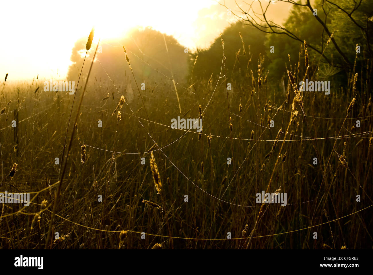 Verworrenen Spinnweben Strecken zwischen Stängel Gras in einem Dawn-Feld. Stockfoto