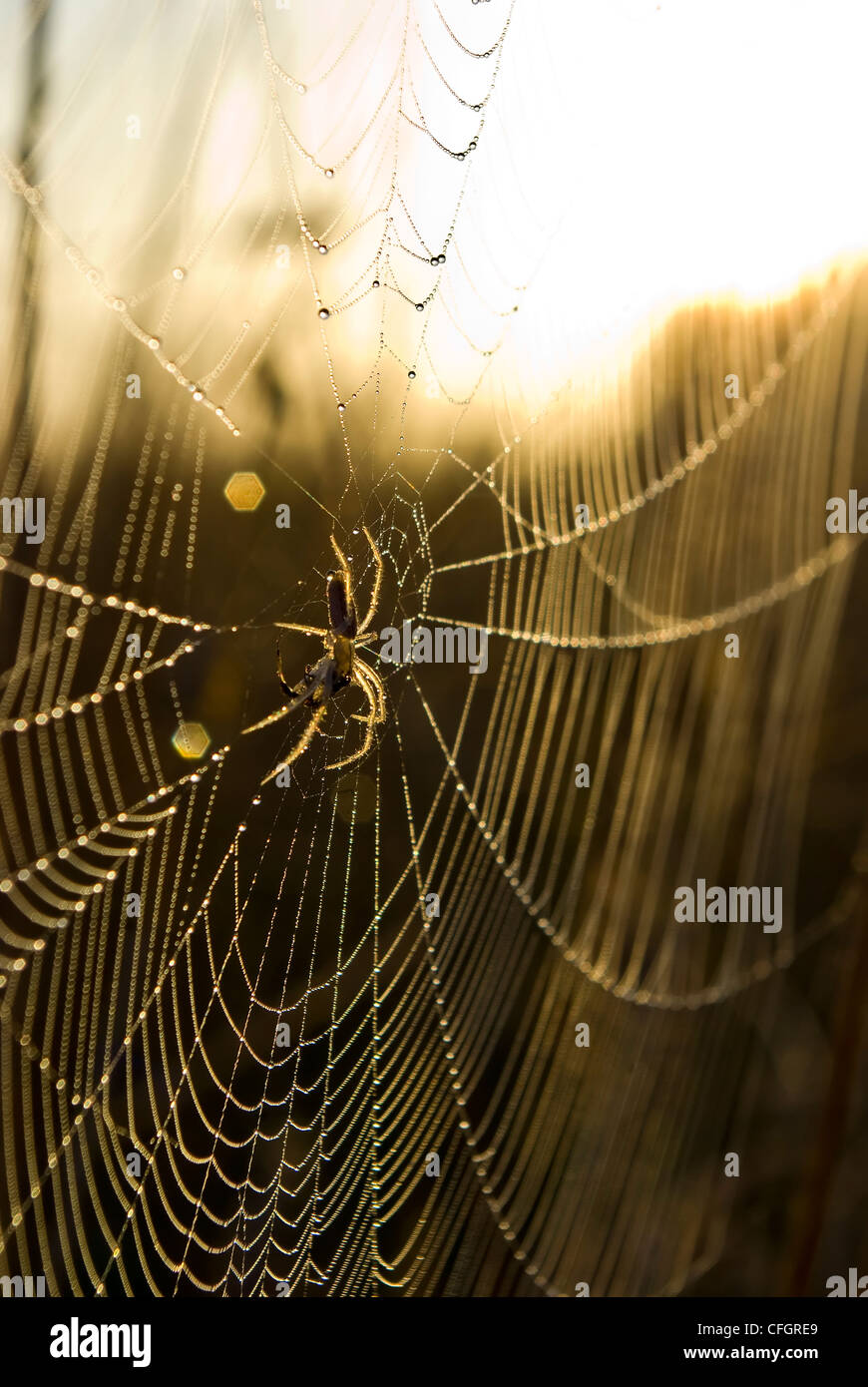 Eine Spinne klammert sich an das Zentrum von Spinngewebe im Morgengrauen in Tau bedeckt. Stockfoto