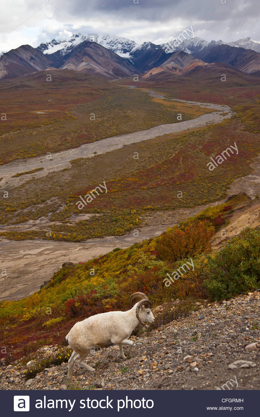 Dall-Schafe liegt an einem Hang mit Blick auf die Tundra. Stockfoto