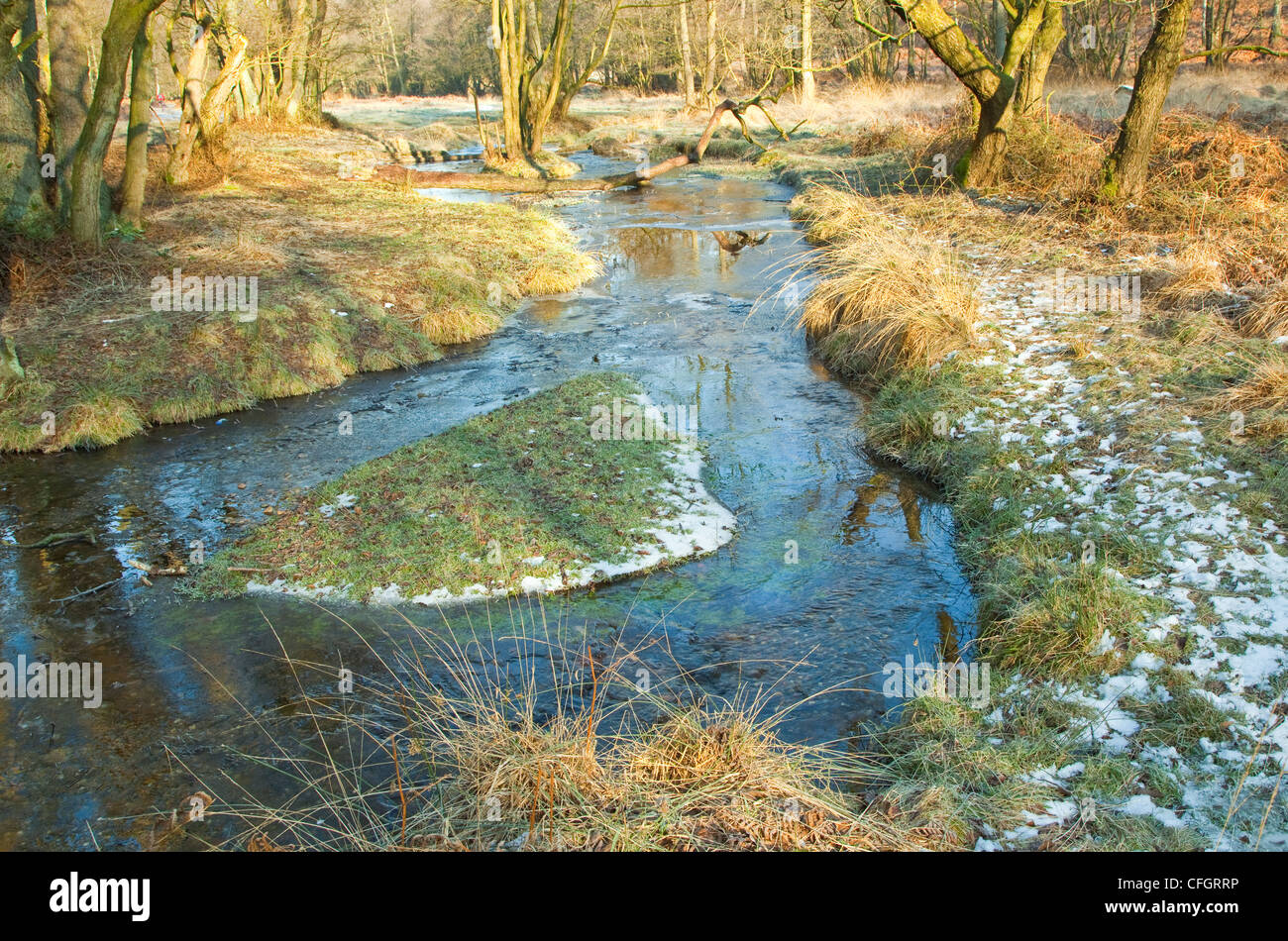 Strengem Frost in der Mitte des Winters, Sherbrooke Tal, Cannock Chase Country Park AONB (Gebiet von außergewöhnlicher natürlicher Schönheit) Stockfoto