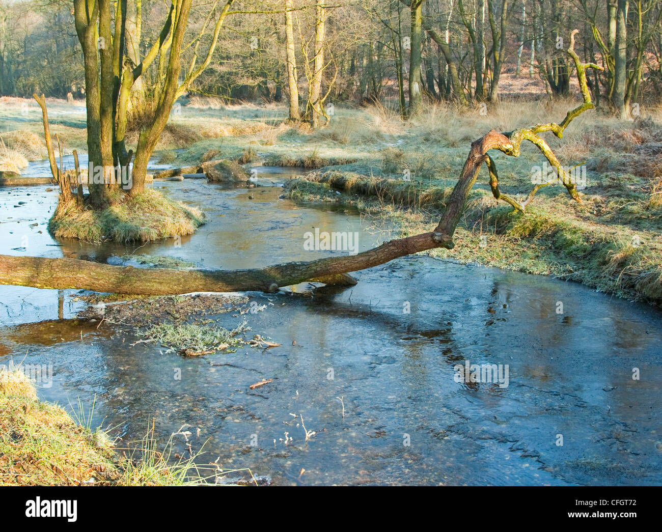 Sher Brook strengem Frost in der Mitte des Winters, Sherbrooke Tal, Cannock Chase AONB (Gebiet von außergewöhnlicher natürlicher Schönheit) in Staffordshir Stockfoto