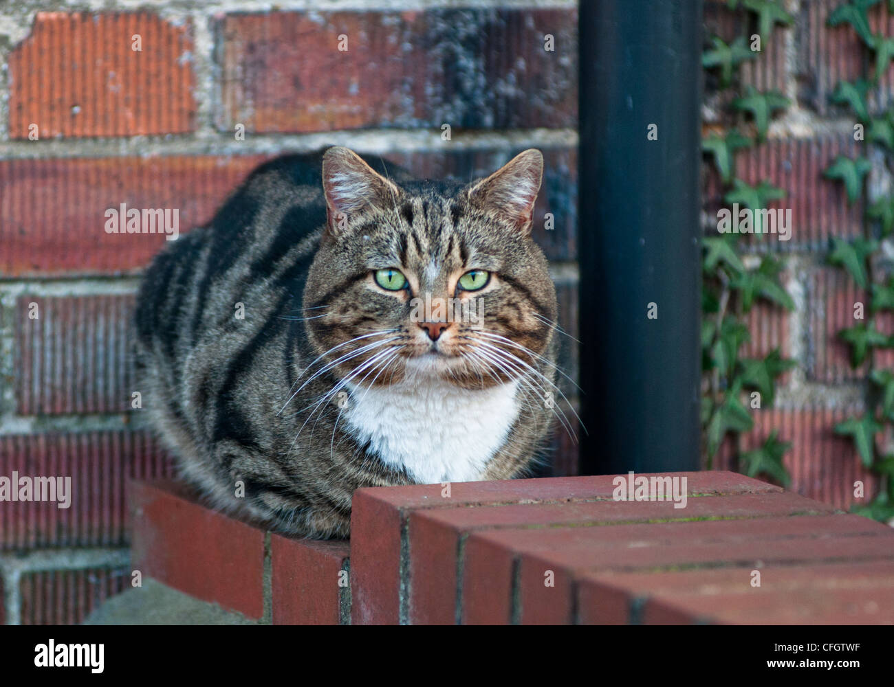 Eine Tabby Katze an der Wand. Gesehen in Cambridge, England. Stockfoto