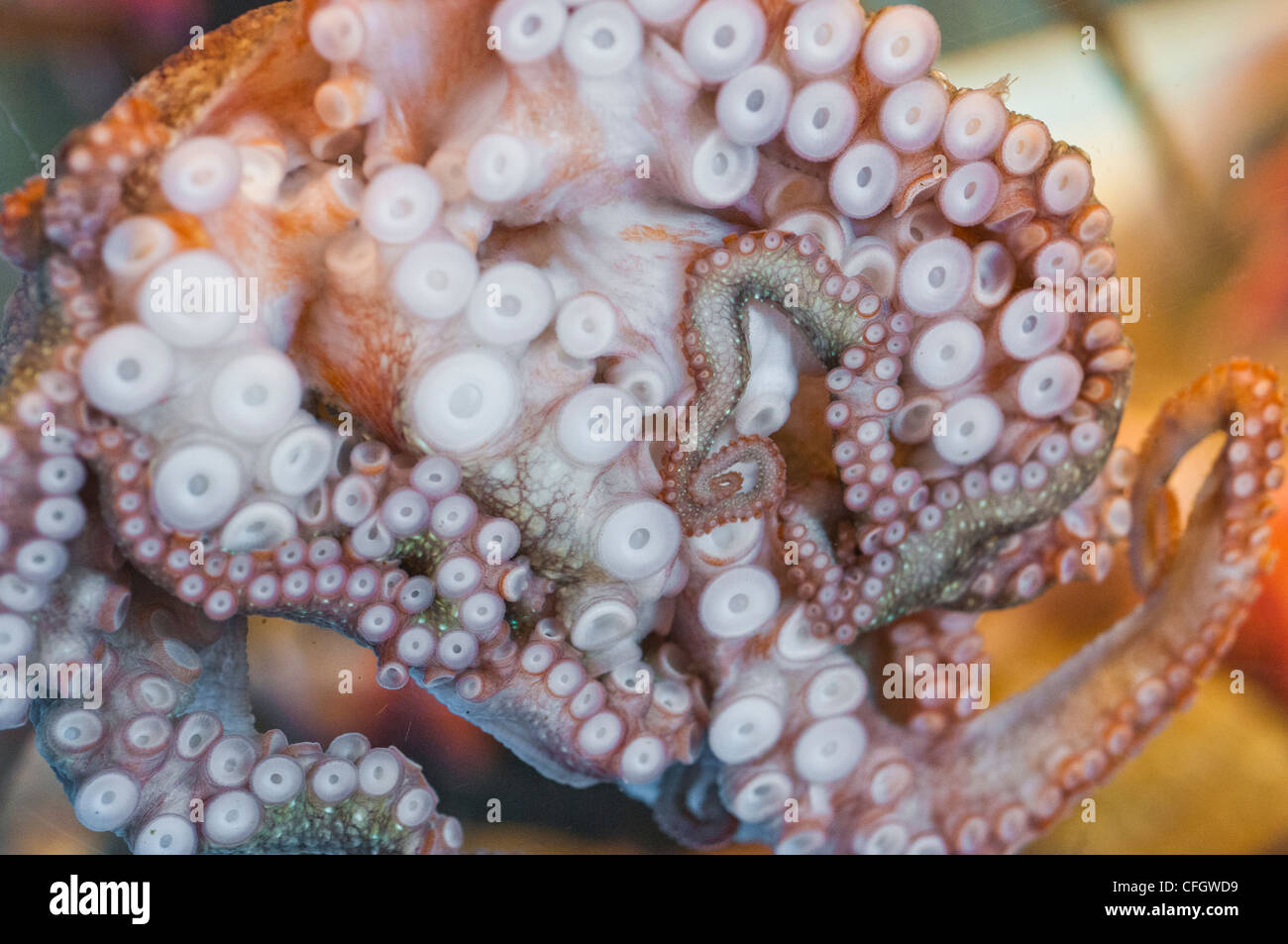 Tintenfisch Tentakeln Stockfoto
