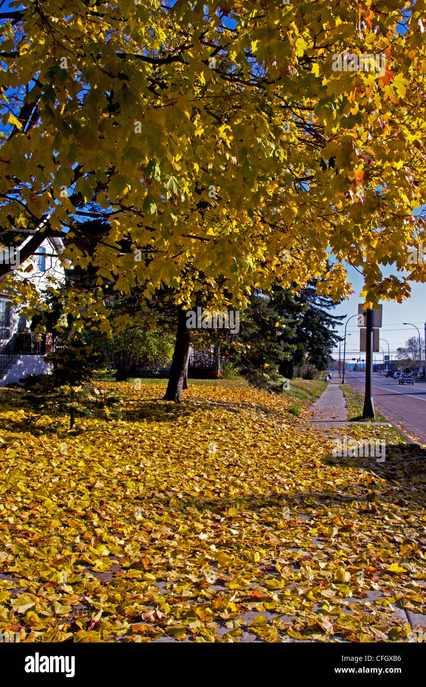 Blätter im Herbst vom Baum fallen. Stockfoto