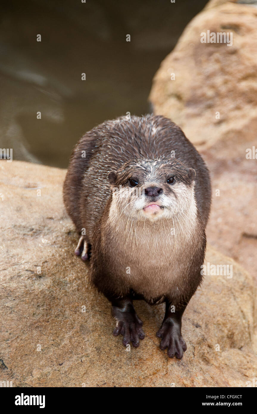 Asiatische kleine krallenbewehrten otter Stockfoto