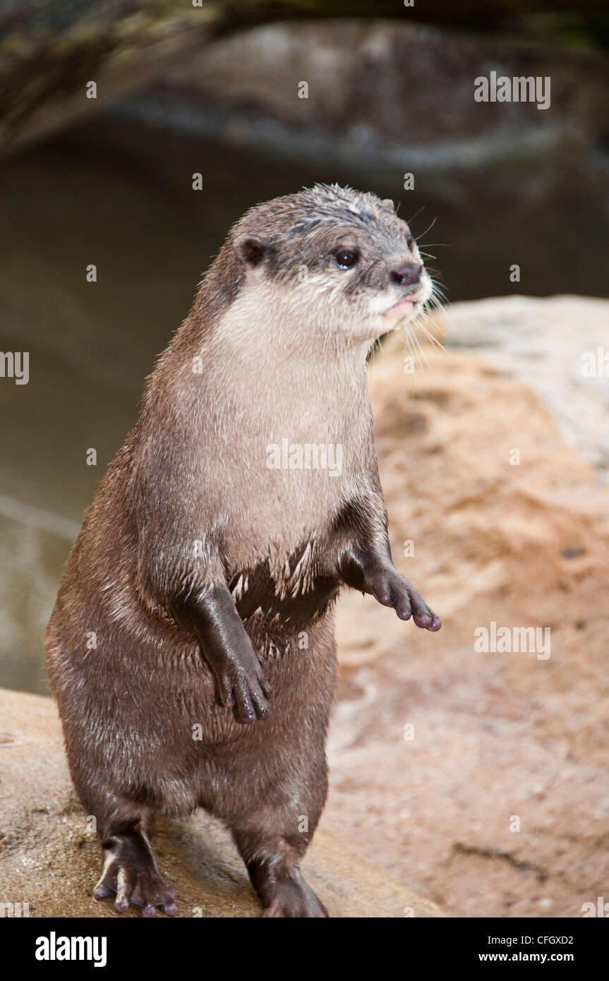 Asiatische kleine krallenbewehrten otter Stockfoto