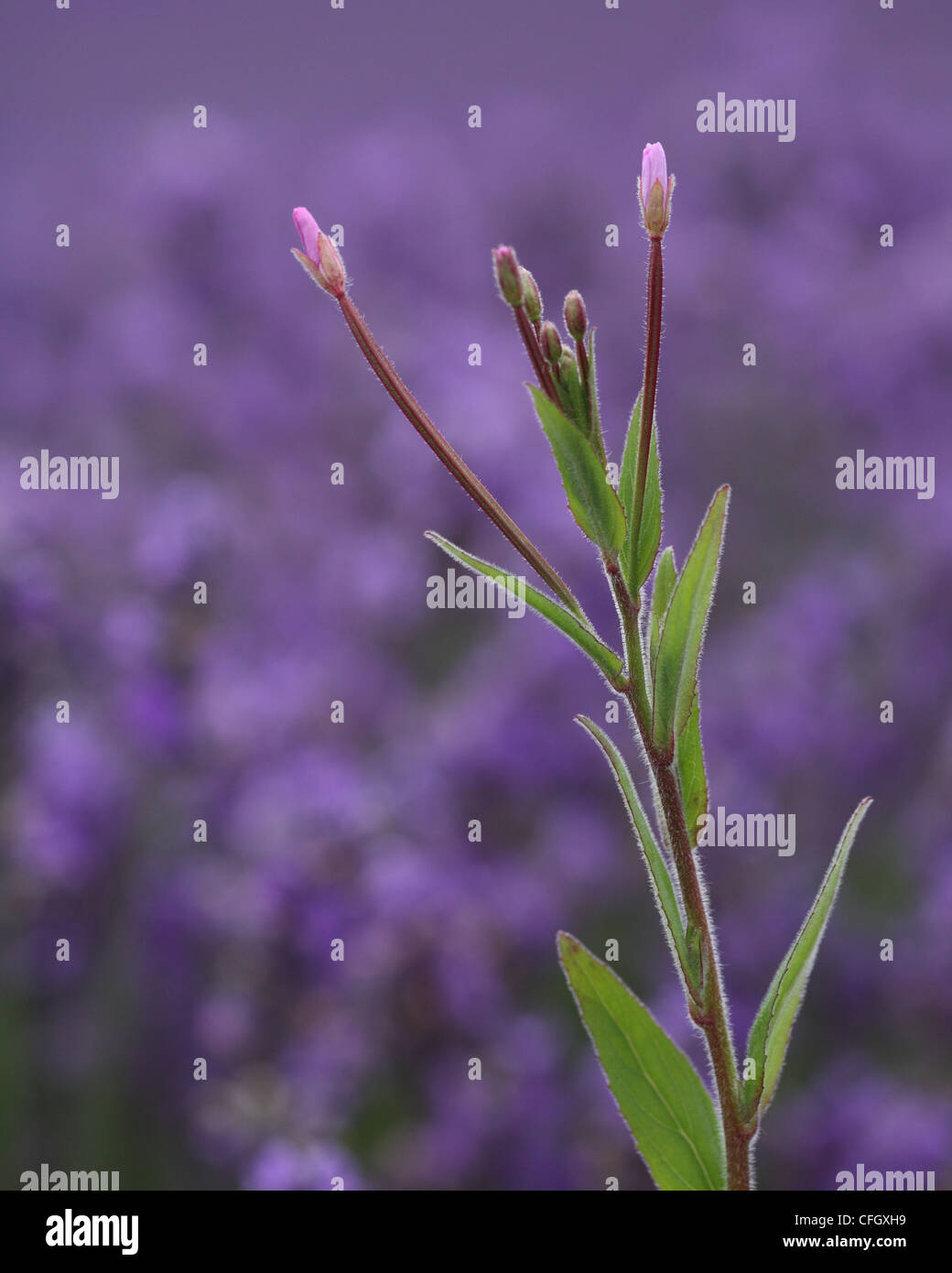 Rosebay Willow-Kräuter im Lavendelfeld Stockfoto