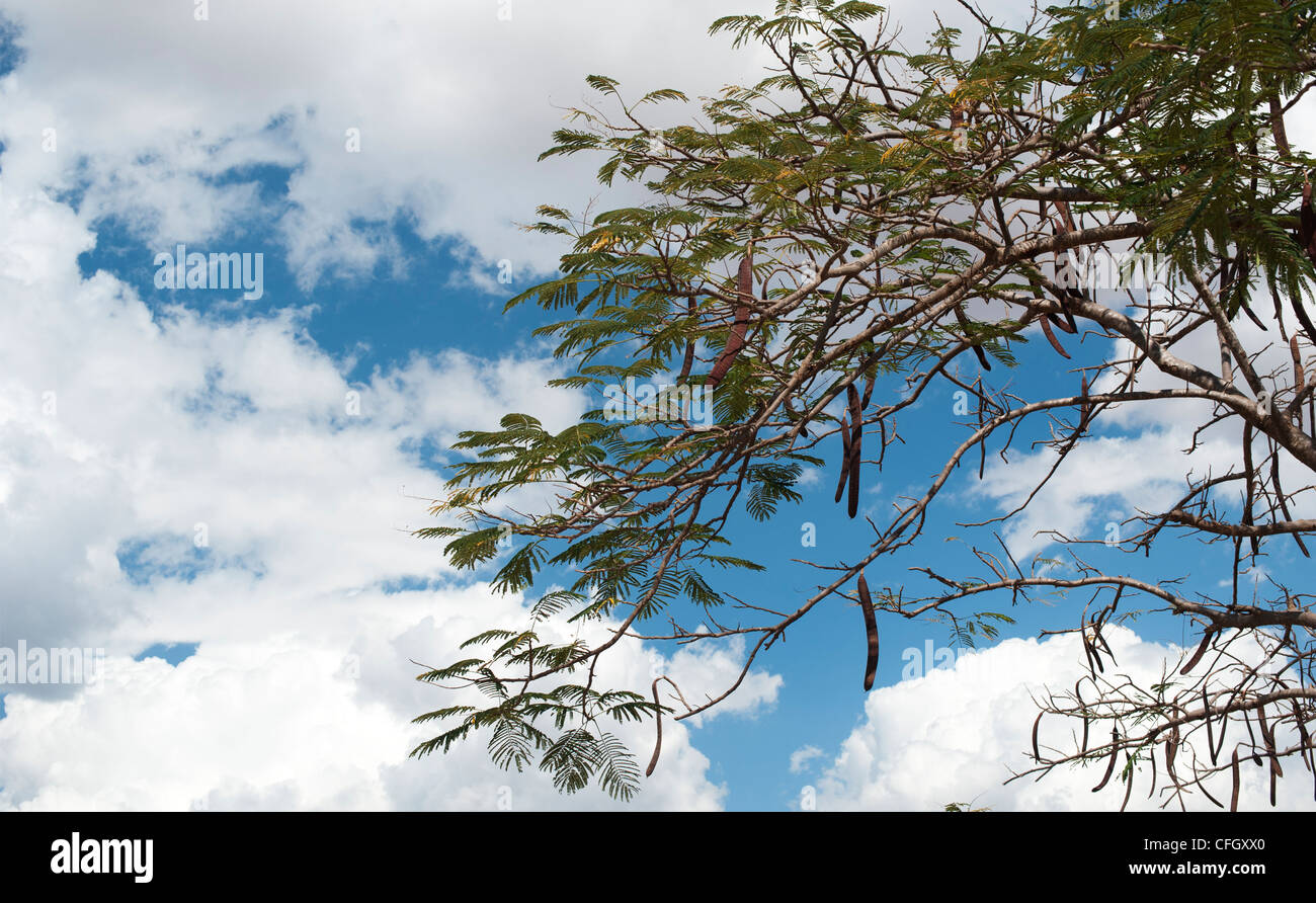 Delonix regia. Poinciana Baum Samenkapseln Stockfoto