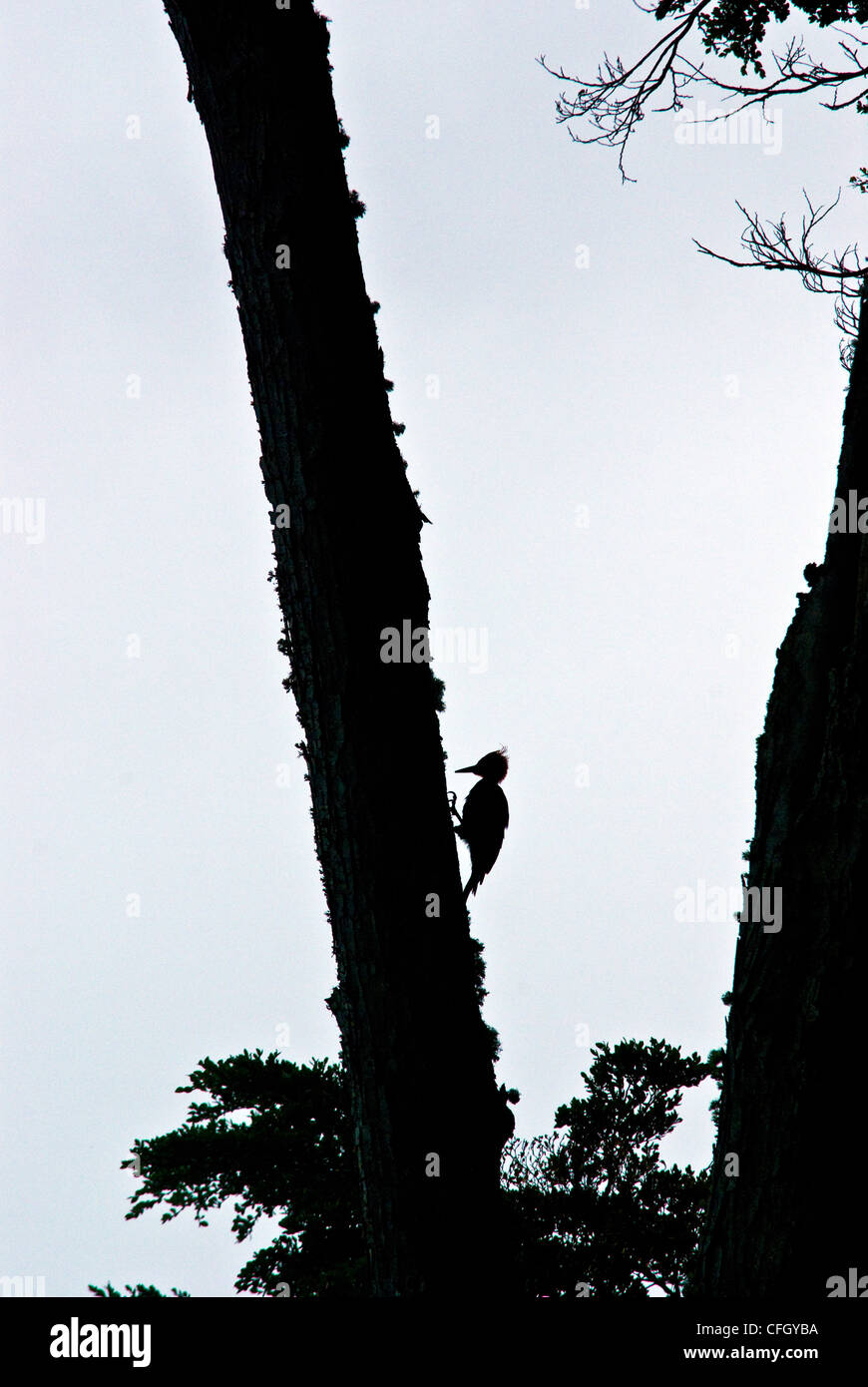 Ein männlicher Magellanic Specht jagt nach Insekten auf einem Baumstamm Buche. Stockfoto