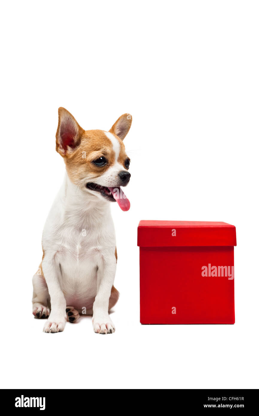 Pommerschen Hund neben einer roten Geschenkbox über weiß Stockfoto