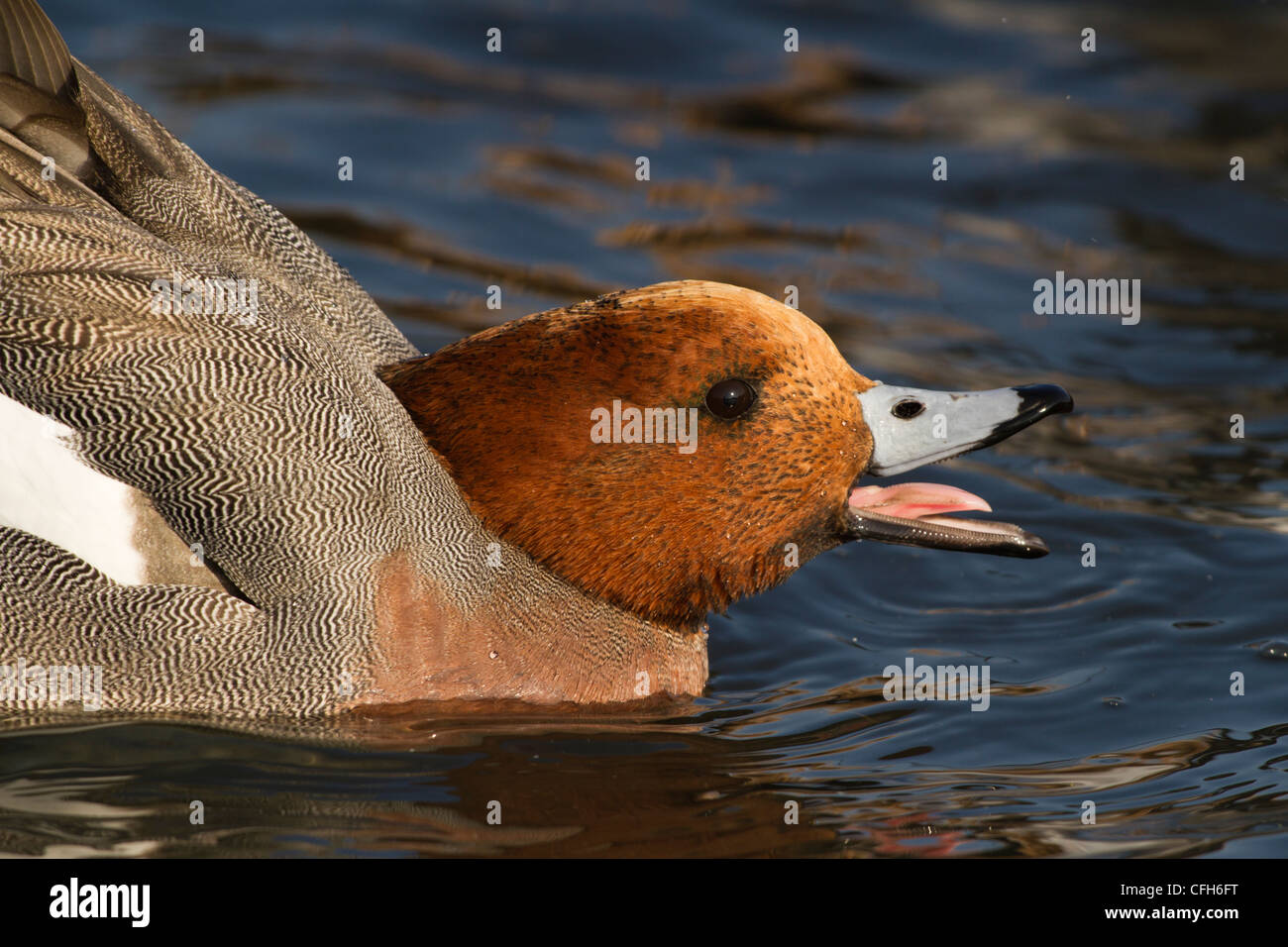 Eine männliche Pfeifente Berufung an das WWT-Naturschutzgebiet in Barnes, London Stockfoto