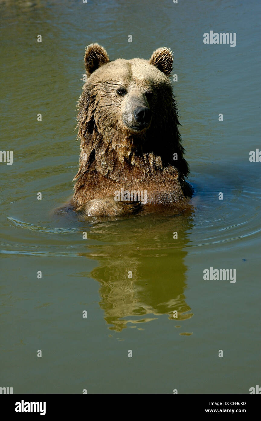 Grizzly Bear. Welt, Wyoming, USA - Gefangenschaft zu tragen Stockfoto