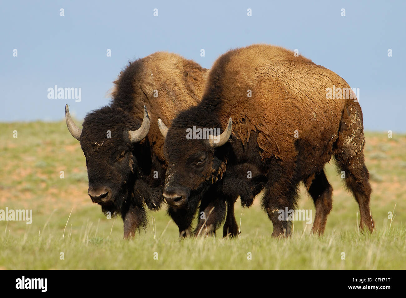 Männliche amerikanische Bison 'Büffel', Durham Ranch, Campbell County, Wyoming, USA Stockfoto