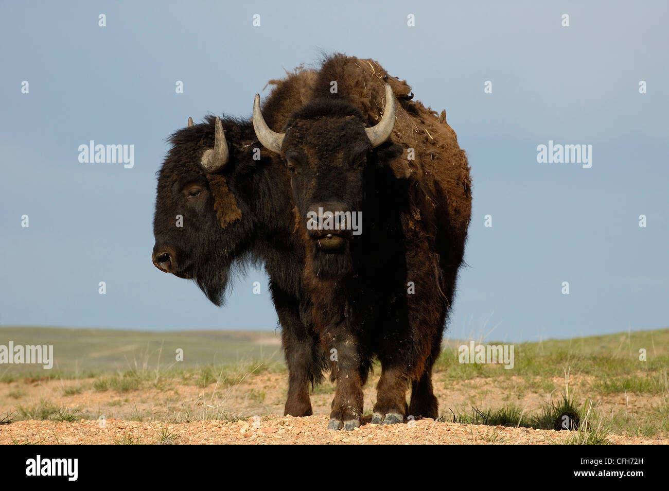 Männliche amerikanische Bison 'Büffel', Durham Ranch, Campbell County, Wyoming, USA Stockfoto