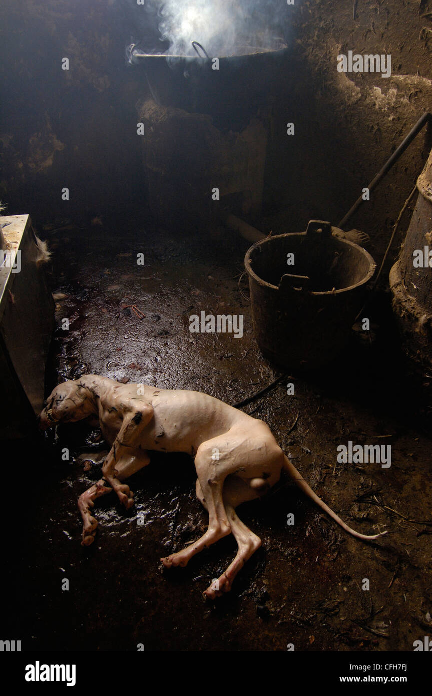 Butchered Hund zum Essen.  Yuanyang, Honghe Präfektur, Provinz Yunnan, China Stockfoto