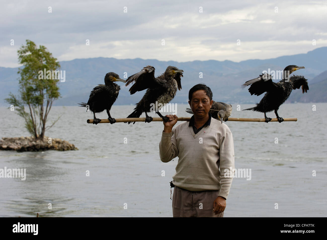 Bai Kormoran Fischer am Erhai See, Dali Yunnan Provinz, China Stockfoto