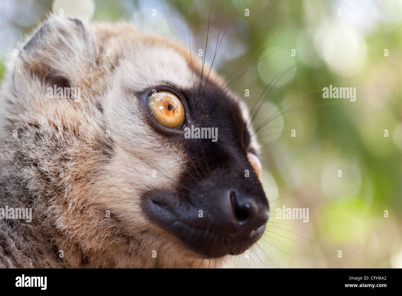 Roten fronted braune Lemur Porträt, Kirindy Wald, West-Madagaskar Stockfoto