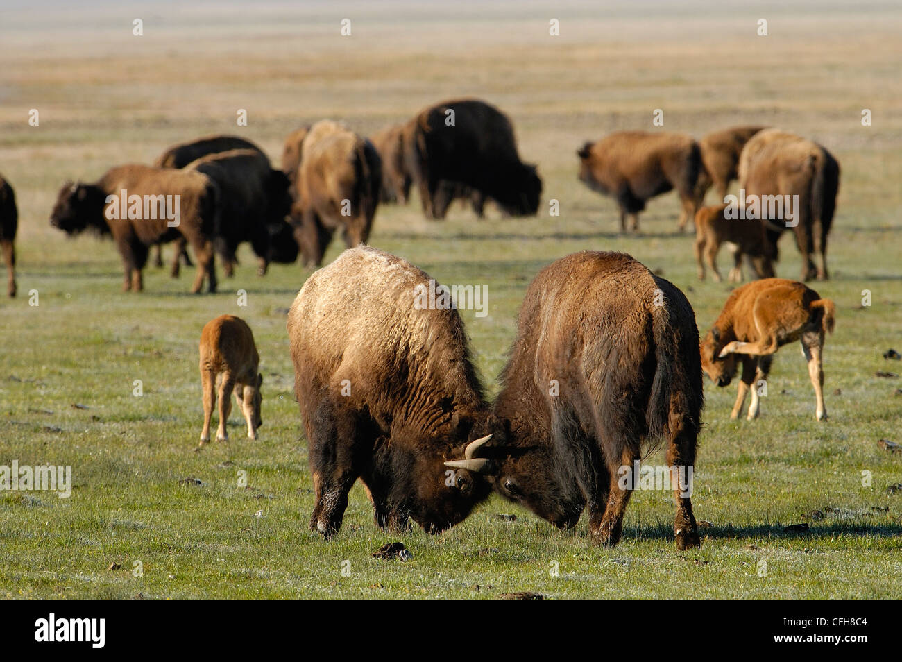 Amerikanischer Bison, Yellowstone-Nationalpark, Wyoming. USA Stockfoto