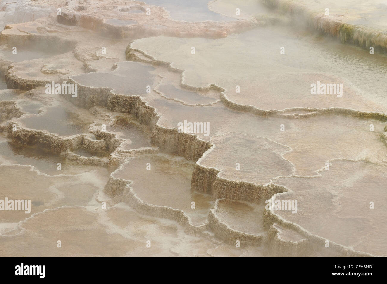 Mammoth Hot Springs mit seinen vielfarbiges Terrassen, Yellowstone-Nationalpark, Wyoming, USA Stockfoto