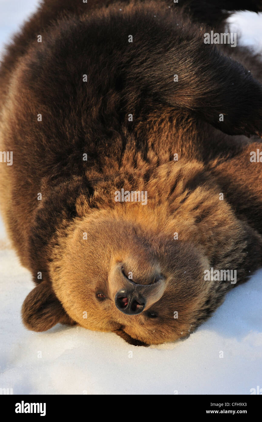 Faul eurasischen Braunbären (Ursus Arctos Arctos) im Winter im Schnee liegen und auf den Rücken, Europa überrollen Stockfoto