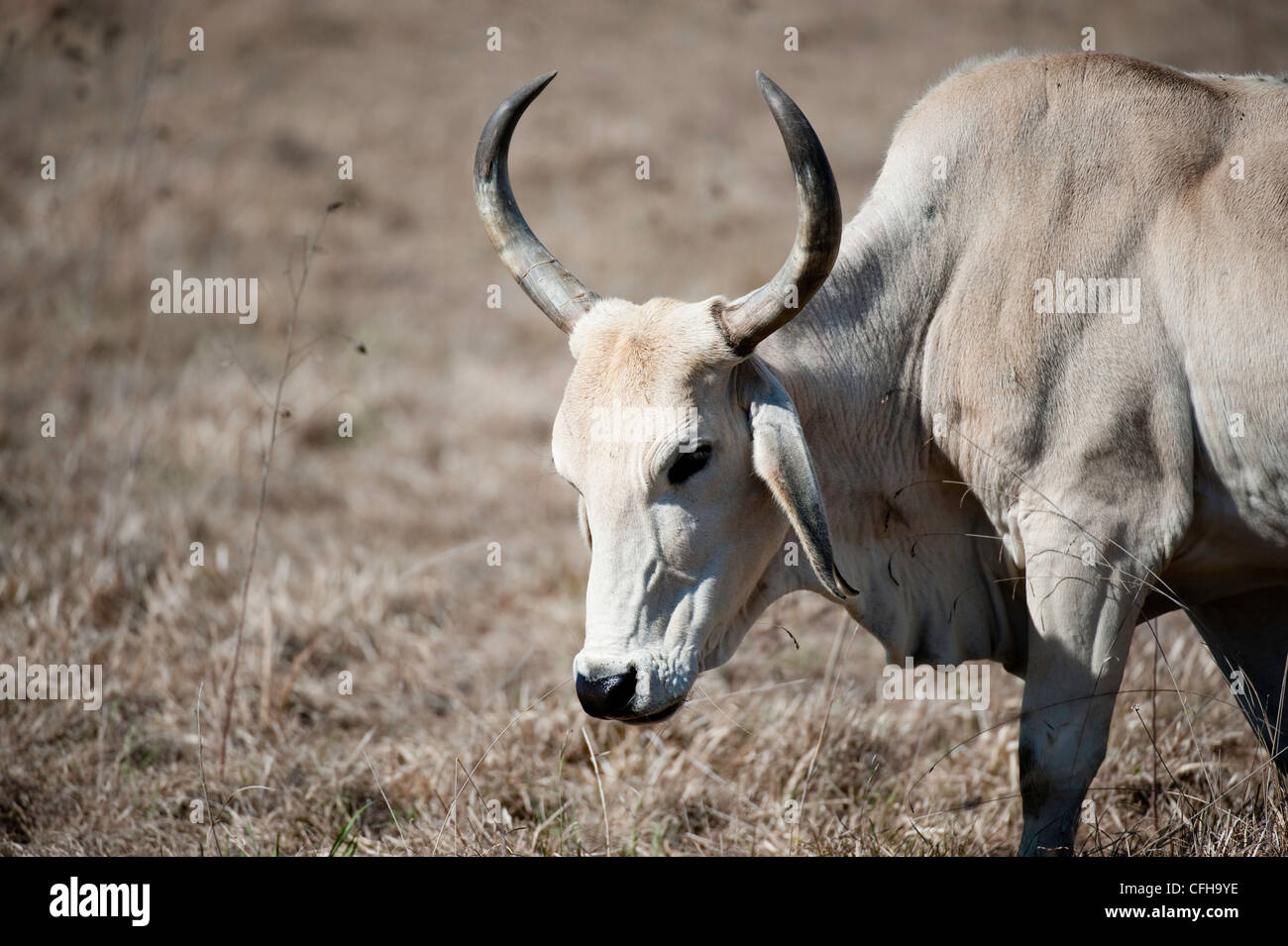 Kuh mit langen, gekrümmten Hörner stehen in einem Feld Stockfoto