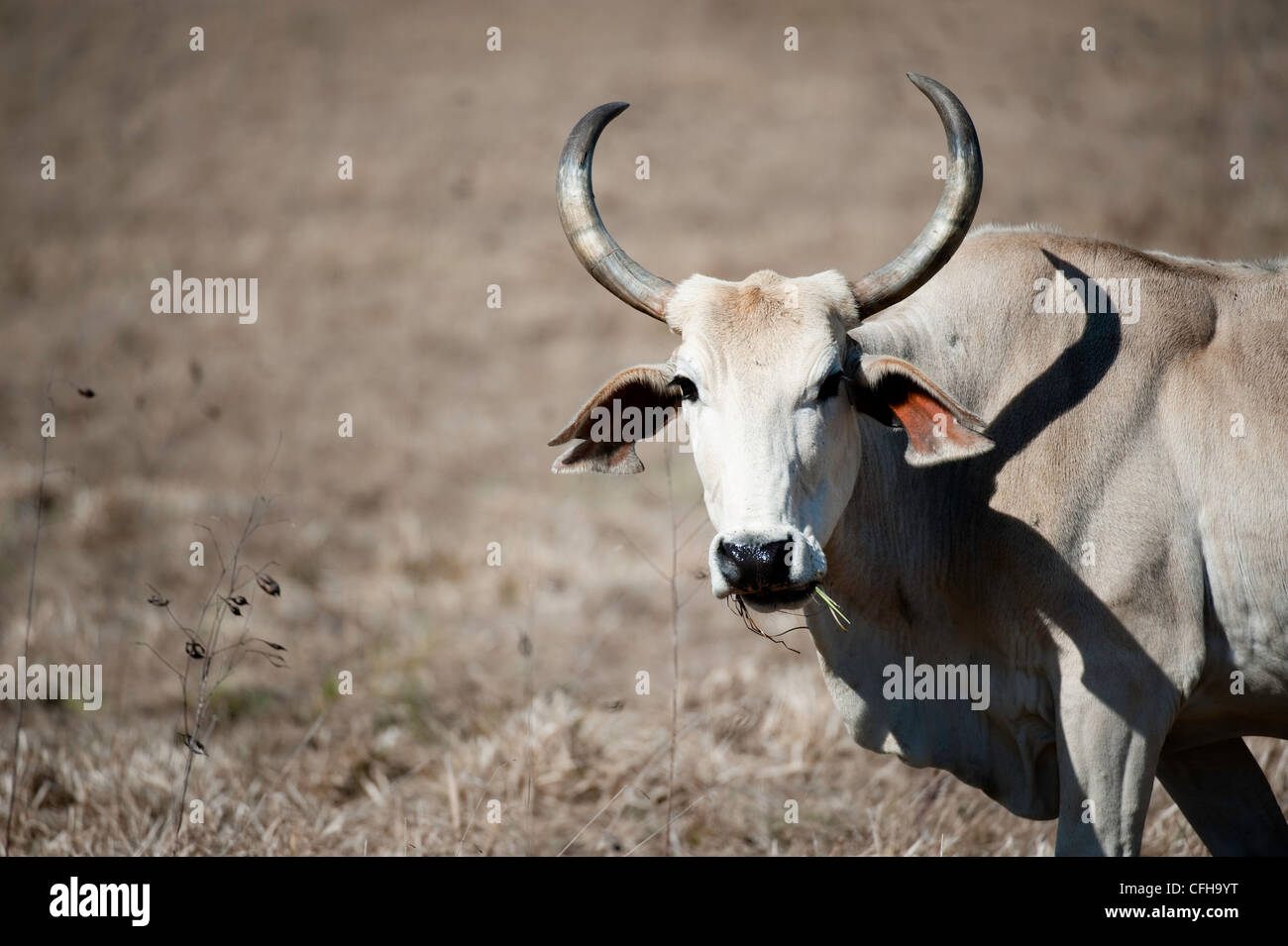 Kuh mit langen, gekrümmten Hörner stehen in einem Feld Stockfoto